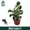 Calathea 'White Fusion'