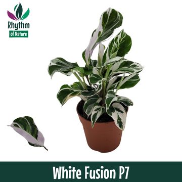 Calathea 'White Fusion'