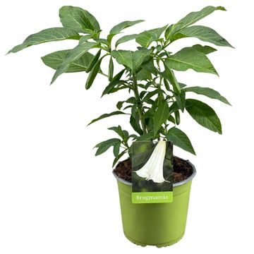 Brugmansia BUSH WHITE