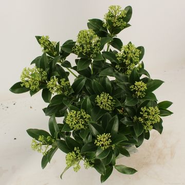 Skimmia japonica 'Fragrant Cloud'
