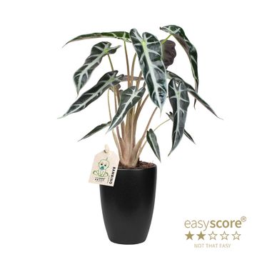 Alocasia BAMBINO