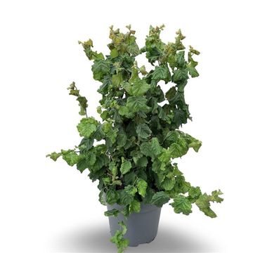 Corylus avellana MEDUSA