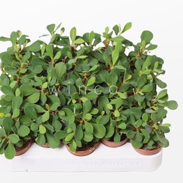 Euphorbia milii