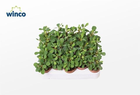 Euphorbia milii