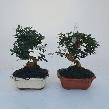 Olea europaea sylvestris