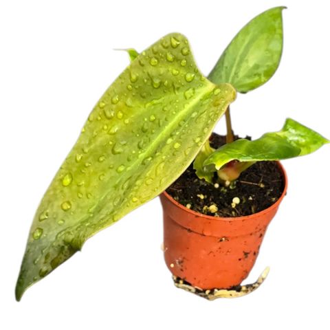 Anthurium portillae