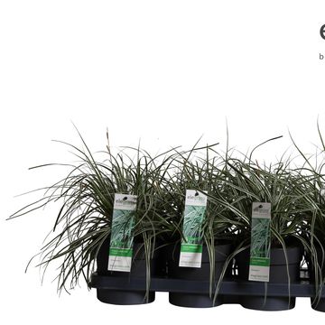 Carex oshimensis EVERCOLOR EVEREST