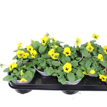 Viola 'Sorbet XP Yellow Blotch'