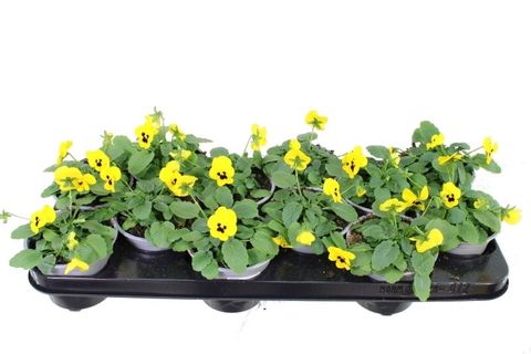 Viola 'Sorbet XP Yellow Blotch'