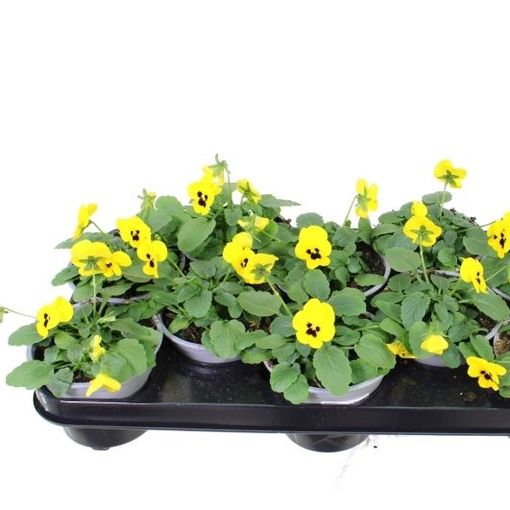 Viola 'Sorbet XP Yellow Blotch'