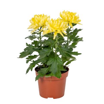 Chrysanthemum 'Cosmo Compact Yellow'