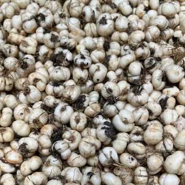 Fritillaria meleagris