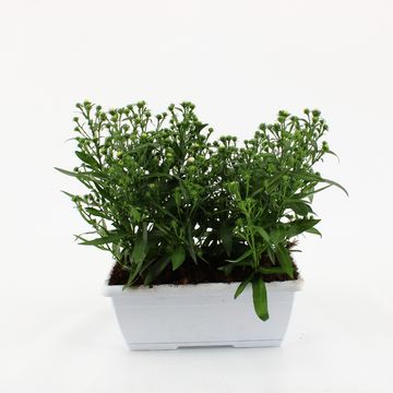 Aster novi-belgii MAGIC WHITE