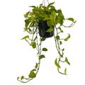 Epipremnum 'Champs Élysées'