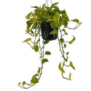 Epipremnum 'Champs Élysées'