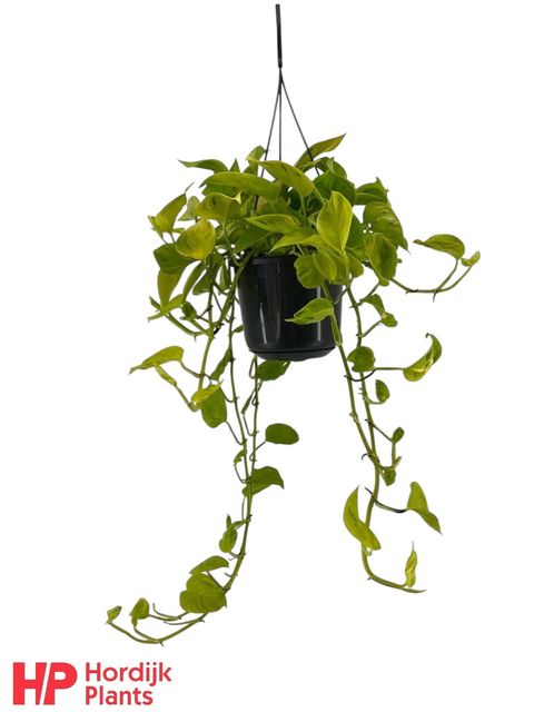 Epipremnum 'Champs Élysées'