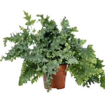 Phlebodium aureum DAVANA