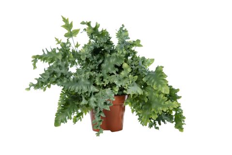 Phlebodium aureum DAVANA