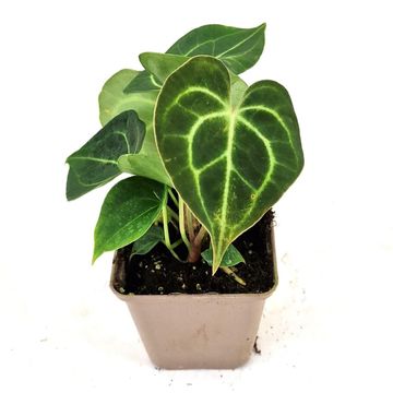 Anthurium clarinervium