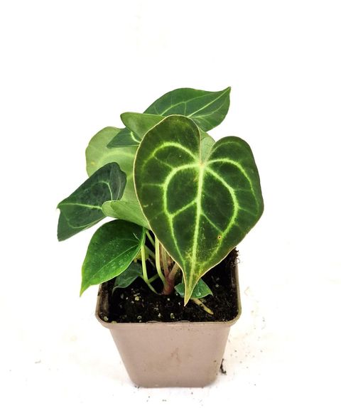 Anthurium clarinervium