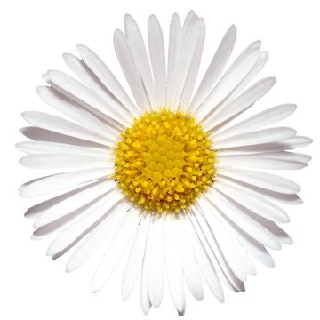 Erigeron karvinskianus 'Profusion'