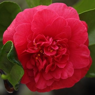 Camellia japonica 'Curly Lady'