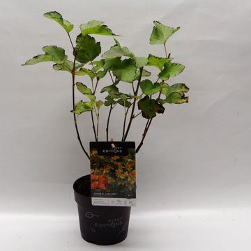 Physocarpus opulifolius AMBER JUBILEE