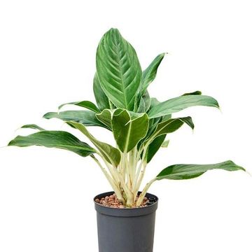 Aglaonema 'White Edge'