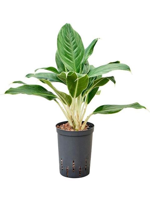 Aglaonema 'White Edge'