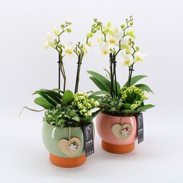 Arrangemang Phalaenopsis