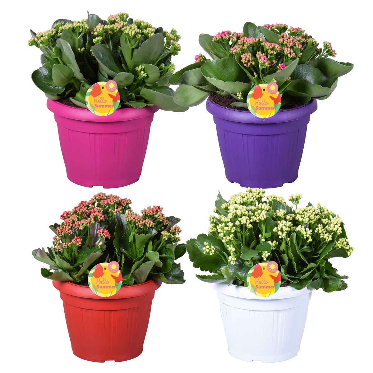 Kalanchoe blossfeldiana MIX — Plant Wholesale FlorAccess