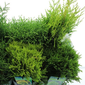 Thuja MIX