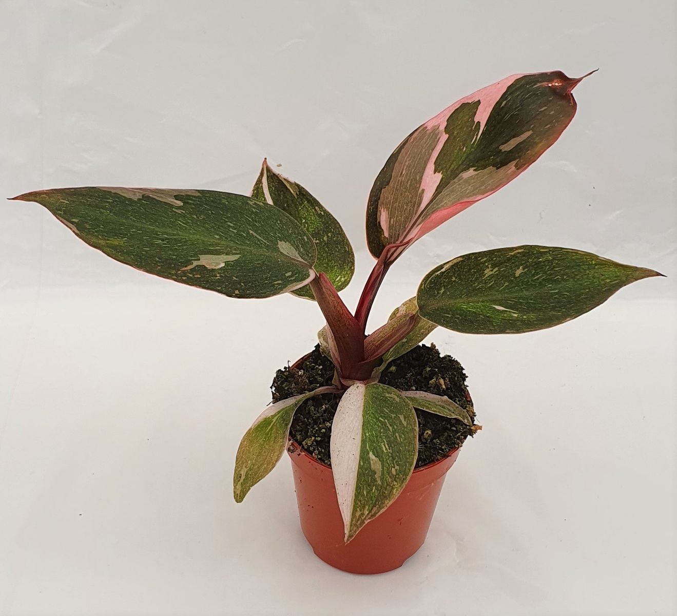 Philodendron 'Pink Princess' — Plant Wholesale FlorAccess