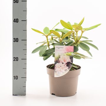 Rhododendron 'Schneekrone' (Y)