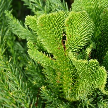 Cryptomeria japonica 'Cristata'