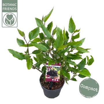 Morus rotundiloba MOJO BERRY