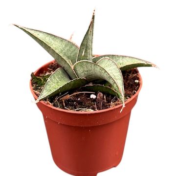 Sansevieria 'Tower Gray'