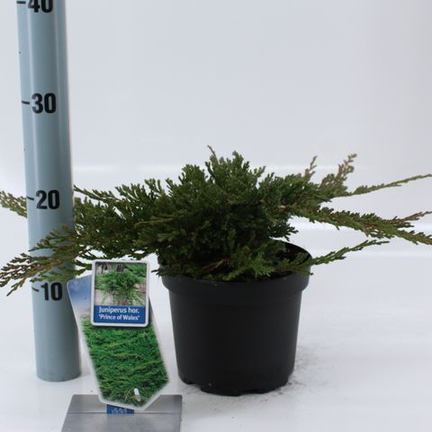 Juniperus horizontalis 'Prince of Wales'