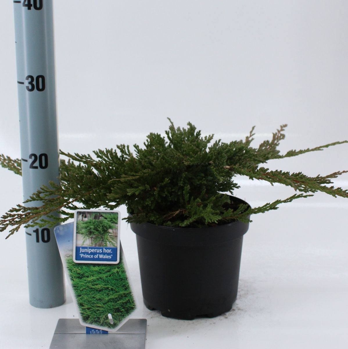 Juniperus horizontalis 'Prince of Wales' — Plant Wholesale FlorAccess