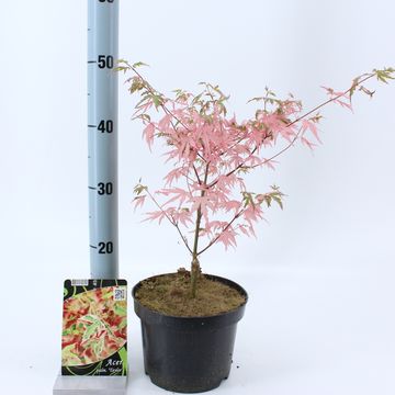 Acer palmatum 'Taylor'