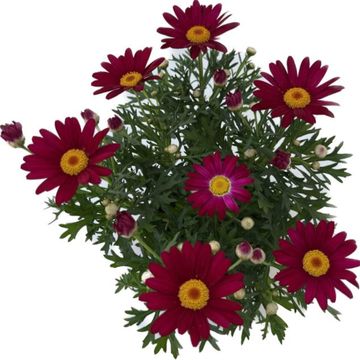 Argyranthemum frutescens DAISY CRAZY RED