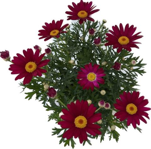 Argyranthemum frutescens DAISY CRAZY RED