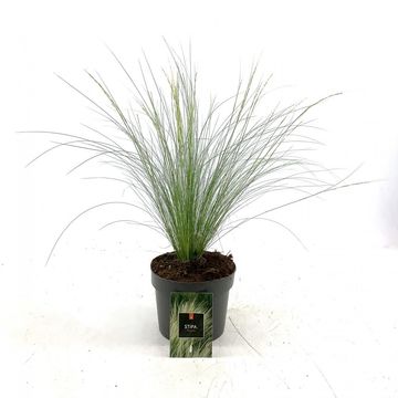 Stipa tenuissima 'Ponytails'
