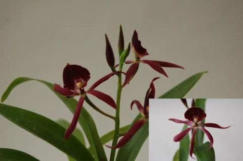 x Epicattleya Black Comet