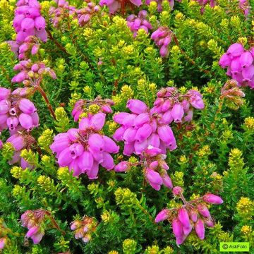 Erica x stuartii 'Irish Orange'