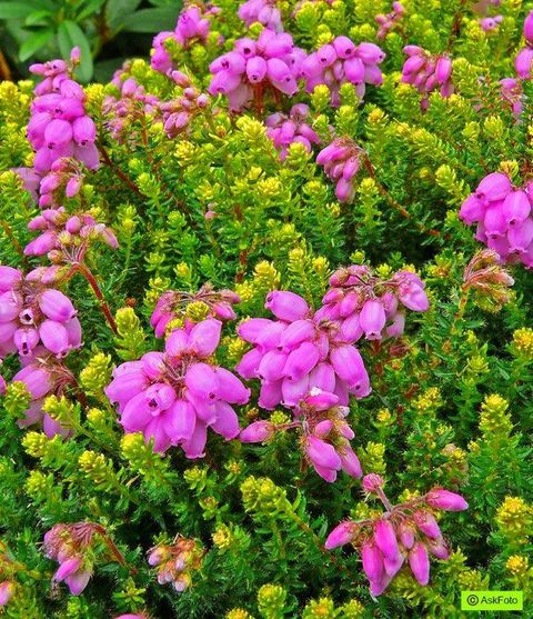 Erica x stuartii 'Irish Orange'