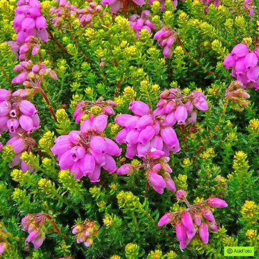 Erica x stuartii 'Irish Orange'