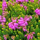 Erica x stuartii 'Irish Orange'