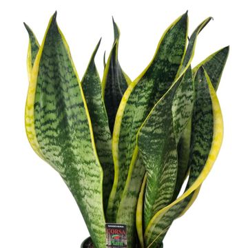 Sansevieria trifasciata 'Futura Superba'