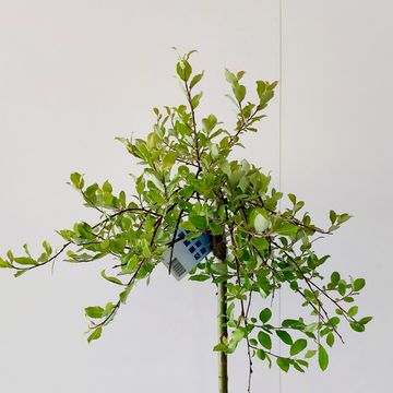 Salix caprea 'Kilmarnock'